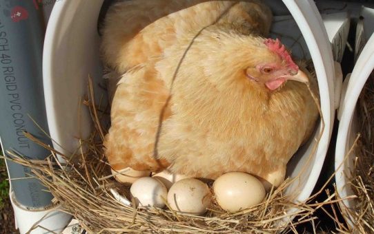 mơ thấy gà đẻ trứng đánh con gì? điềm báo là gì?